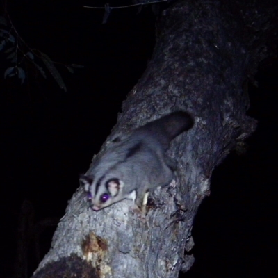 Petaurus notatus (Krefft’s Glider, Sugar Glider) at Calwell, ACT - 16 Oct 2020 by ChrisHolder