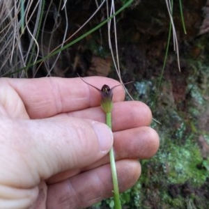 Pterostylis pedunculata at Coree, ACT - suppressed