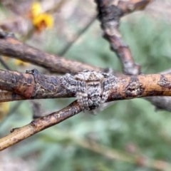 Dolophones sp. (genus) (Wrap-around spider) at Bruce Ridge to Gossan Hill - 19 Oct 2020 by rhyshardy