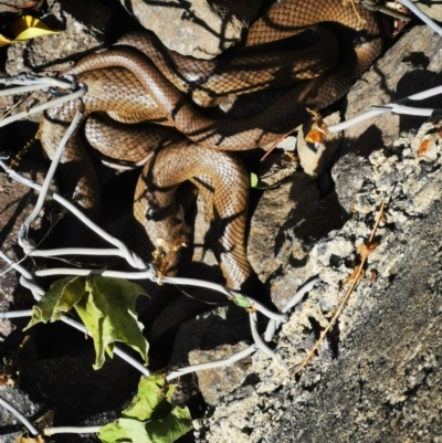 Pseudonaja textilis (Eastern Brown Snake) at QPRC LGA - 18 Oct 2020 by MeganAlyce