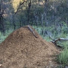 Pogona barbata (Eastern Bearded Dragon) at Majura, ACT - 15 Oct 2020 by rhyshardy