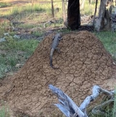 Pogona barbata at Majura, ACT - suppressed