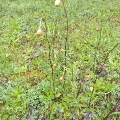 Podolepis jaceoides (Showy Copper-wire Daisy) at Stromlo, ACT - 1 Oct 2020 by Greggy