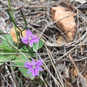 Thysanotus patersonii at Majura, ACT - 18 Oct 2020 02:28 PM