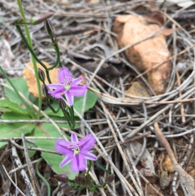 Thysanotus patersonii (Twining Fringe Lily) at Mount Ainslie - 18 Oct 2020 by WalterEgo