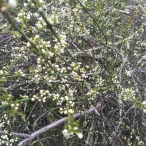 Discaria pubescens at Coree, ACT - 1 Oct 2020