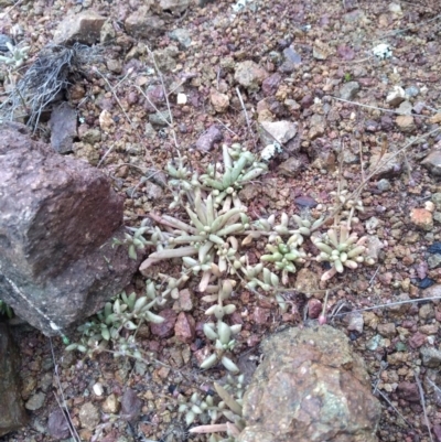 Calandrinia eremaea (Small Purslane) at Stromlo, ACT - 1 Oct 2020 by Greggy