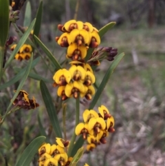 Daviesia mimosoides (Bitter Pea) at Majura, ACT - 18 Oct 2020 by WalterEgo