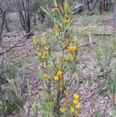 Daviesia mimosoides at Majura, ACT - 18 Oct 2020 01:02 PM