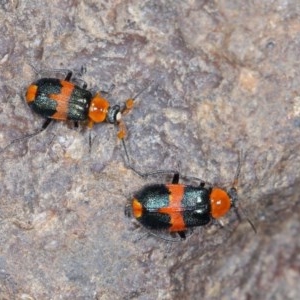 Notointybia cavicornis at Stromlo, ACT - 18 Oct 2020