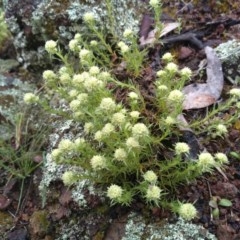 Scleranthus diander (Many-flowered Knawel) at Stony Creek - 30 Sep 2020 by Greggy