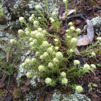 Scleranthus diander (Many-flowered Knawel) at Stony Creek - 30 Sep 2020 by Greggy