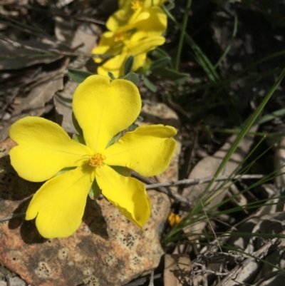 Hibbertia obtusifolia (Grey Guinea-flower) at Majura, ACT - 18 Oct 2020 by WalterEgo