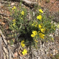 Hibbertia obtusifolia at Majura, ACT - 18 Oct 2020 01:09 PM