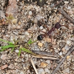 Myrmecia simillima (A Bull Ant) at Paddys River, ACT - 18 Oct 2020 by TahniChan