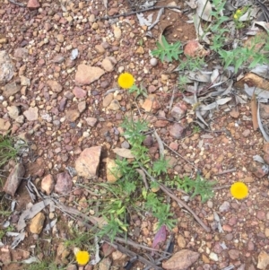 Leptorhynchos squamatus subsp. squamatus at Majura, ACT - 18 Oct 2020