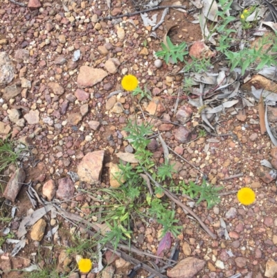 Leptorhynchos squamatus subsp. squamatus (Scaly Buttons) at Mount Ainslie - 18 Oct 2020 by WalterEgo