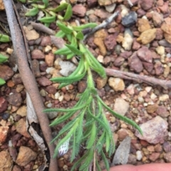 Leptorhynchos squamatus subsp. squamatus at Majura, ACT - 18 Oct 2020