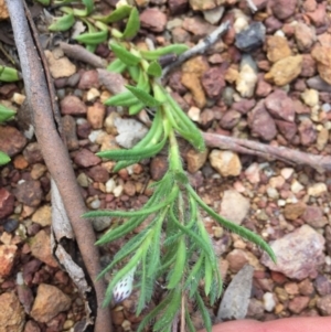 Leptorhynchos squamatus subsp. squamatus at Majura, ACT - 18 Oct 2020