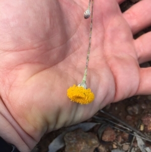 Leptorhynchos squamatus subsp. squamatus at Majura, ACT - 18 Oct 2020