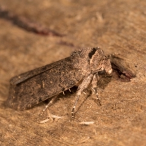 Proteuxoa provisional species 5 at Melba, ACT - 12 Oct 2020 10:48 PM