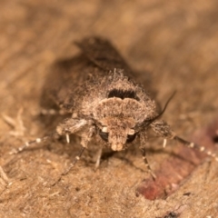 Proteuxoa provisional species 5 at Melba, ACT - 12 Oct 2020 10:48 PM