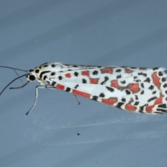 Utetheisa pulchelloides (Heliotrope Moth) at Lilli Pilli, NSW - 6 Oct 2020 by jb2602