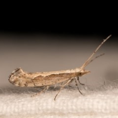 Plutella xylostella (Diamondback Moth) at Melba, ACT - 12 Oct 2020 by kasiaaus