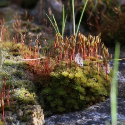 Rosulabryum sp. (A moss) at Felltimber Creek NCR - 19 Oct 2020 by KylieWaldon