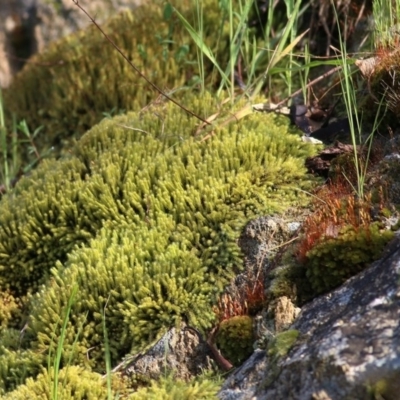 Unidentified Moss, Lichen, Liverwort, etc at Wodonga - 18 Oct 2020 by Kyliegw