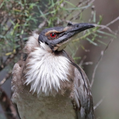 Philemon corniculatus (Noisy Friarbird) at Mount Ainslie - 19 Oct 2020 by ConBoekel