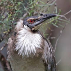 Philemon corniculatus (Noisy Friarbird) at Majura, ACT - 19 Oct 2020 by ConBoekel