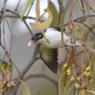 Grantiella picta (Painted Honeyeater) at Mount Ainslie - 18 Oct 2020 by ConBoekel