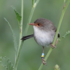 Malurus cyaneus (Superb Fairywren) at Majura, ACT - 19 Oct 2020 by ConBoekel