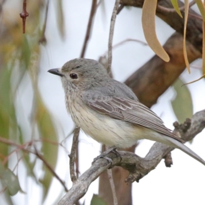Pachycephala rufiventris (Rufous Whistler) at Mount Ainslie - 18 Oct 2020 by ConBoekel