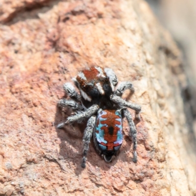 Maratus calcitrans (Kicking peacock spider) at Booth, ACT - 19 Oct 2020 by Roger