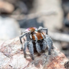 Maratus calcitrans at Booth, ACT - 19 Oct 2020