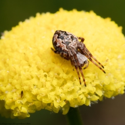 Araneus hamiltoni (Hamilton's Orb Weaver) at Namadgi National Park - 18 Oct 2020 by Roger