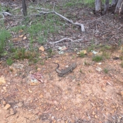 Pogona barbata (Eastern Bearded Dragon) at Mount Ainslie - 18 Oct 2020 by WalterEgo