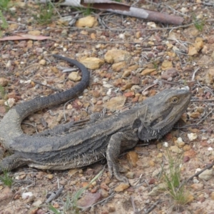 Pogona barbata at Majura, ACT - 18 Oct 2020