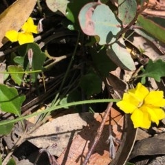 Goodenia hederacea subsp. hederacea (Ivy Goodenia, Forest Goodenia) at Oallen, NSW - 17 Oct 2020 by Ange