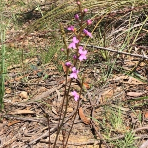 Stylidium graminifolium at Oallen, NSW - 17 Oct 2020