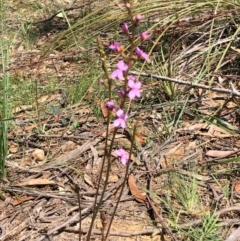 Stylidium graminifolium (Grass Triggerplant) at Oallen, NSW - 17 Oct 2020 by Ange