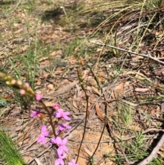 Stylidium graminifolium at Oallen, NSW - 17 Oct 2020