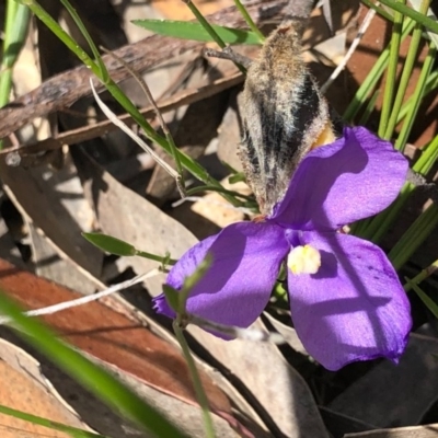 Patersonia sp. at Oallen, NSW - 17 Oct 2020 by Ange