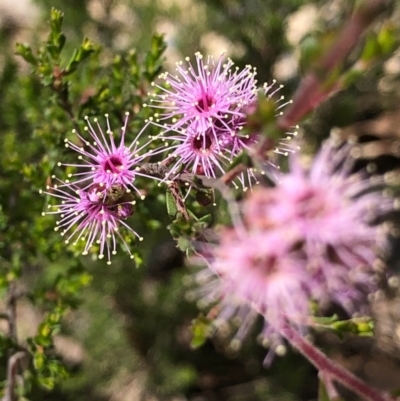 Kunzea parvifolia (Violet Kunzea) at Oallen, NSW - 17 Oct 2020 by Ange