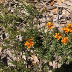 Pultenaea subspicata (Low Bush-pea) at Oallen, NSW - 17 Oct 2020 by Ange