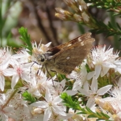 Trapezites luteus (Yellow Ochre, Rare White-spot Skipper) at Tuggeranong Hill - 19 Oct 2020 by Owen