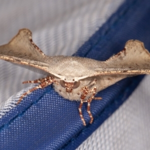 Circopetes obtusata at Nowra Hill, NSW - suppressed