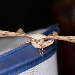 Circopetes obtusata at Nowra Hill, NSW - suppressed